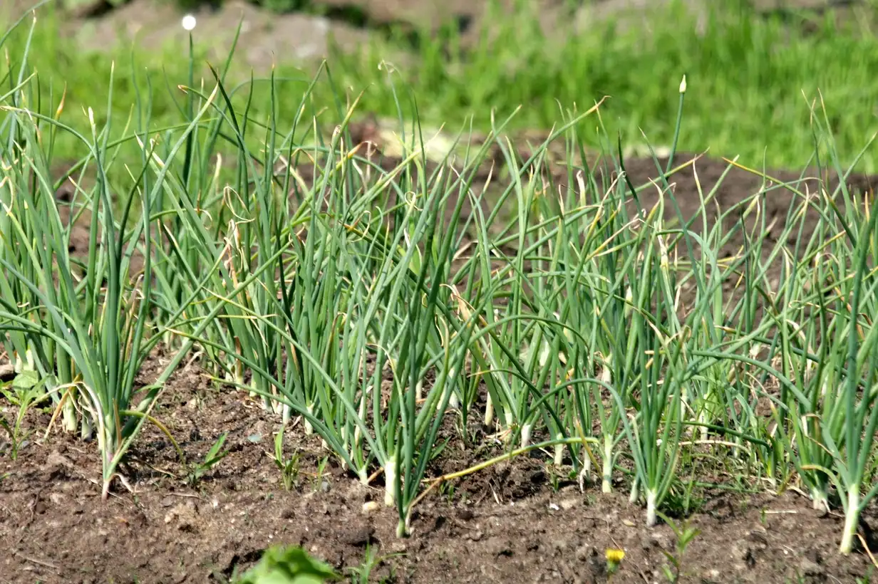 Rangées d’ail bien alignées dans un potager paillé, avec des tiges vertes vigoureuses prêtes pour une récolte d’ail abondante