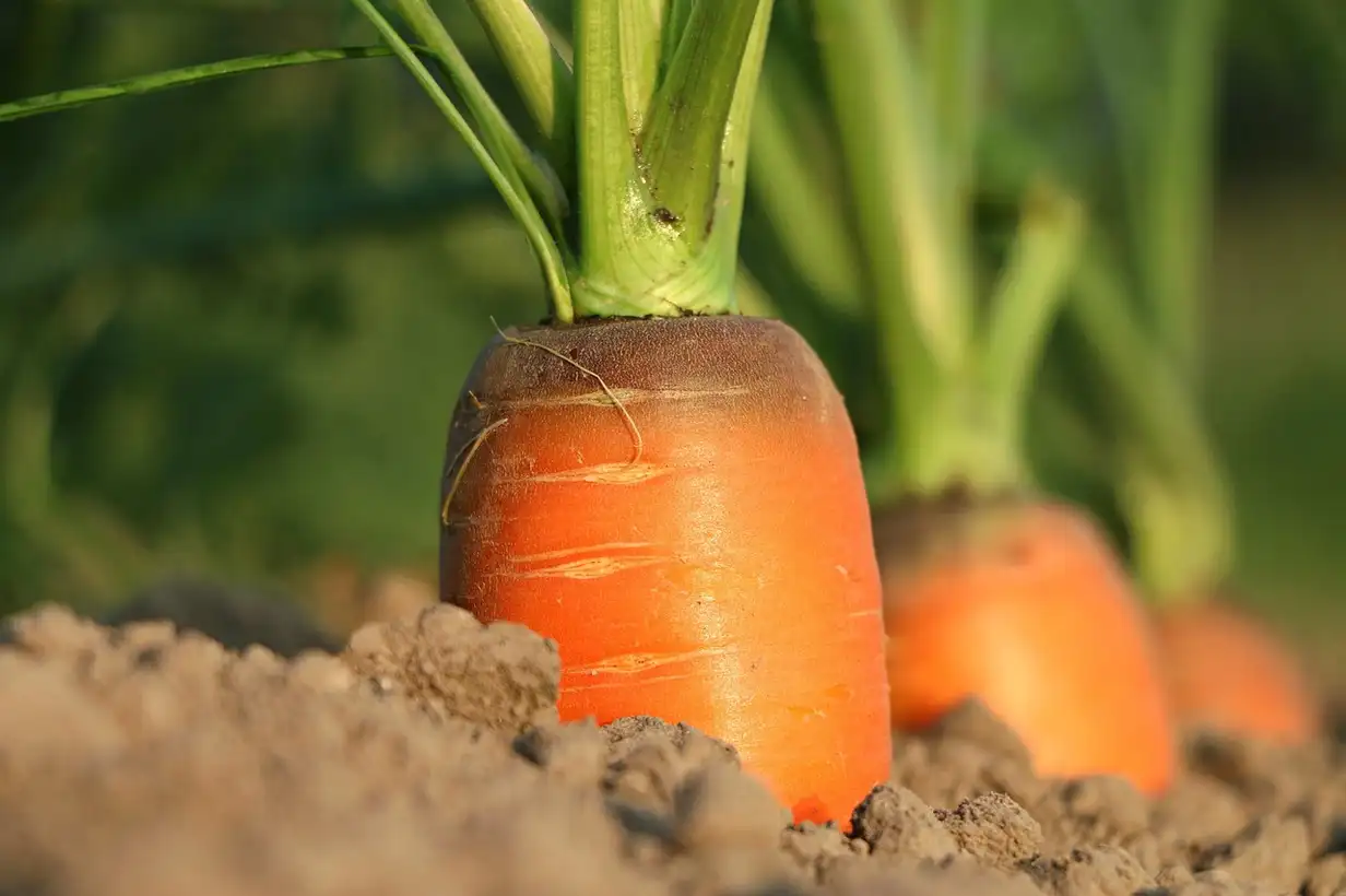 Rangées de carotte bien alignées dans un potager, feuillage vert sain et sol léger montrant une culture de carotte réussie