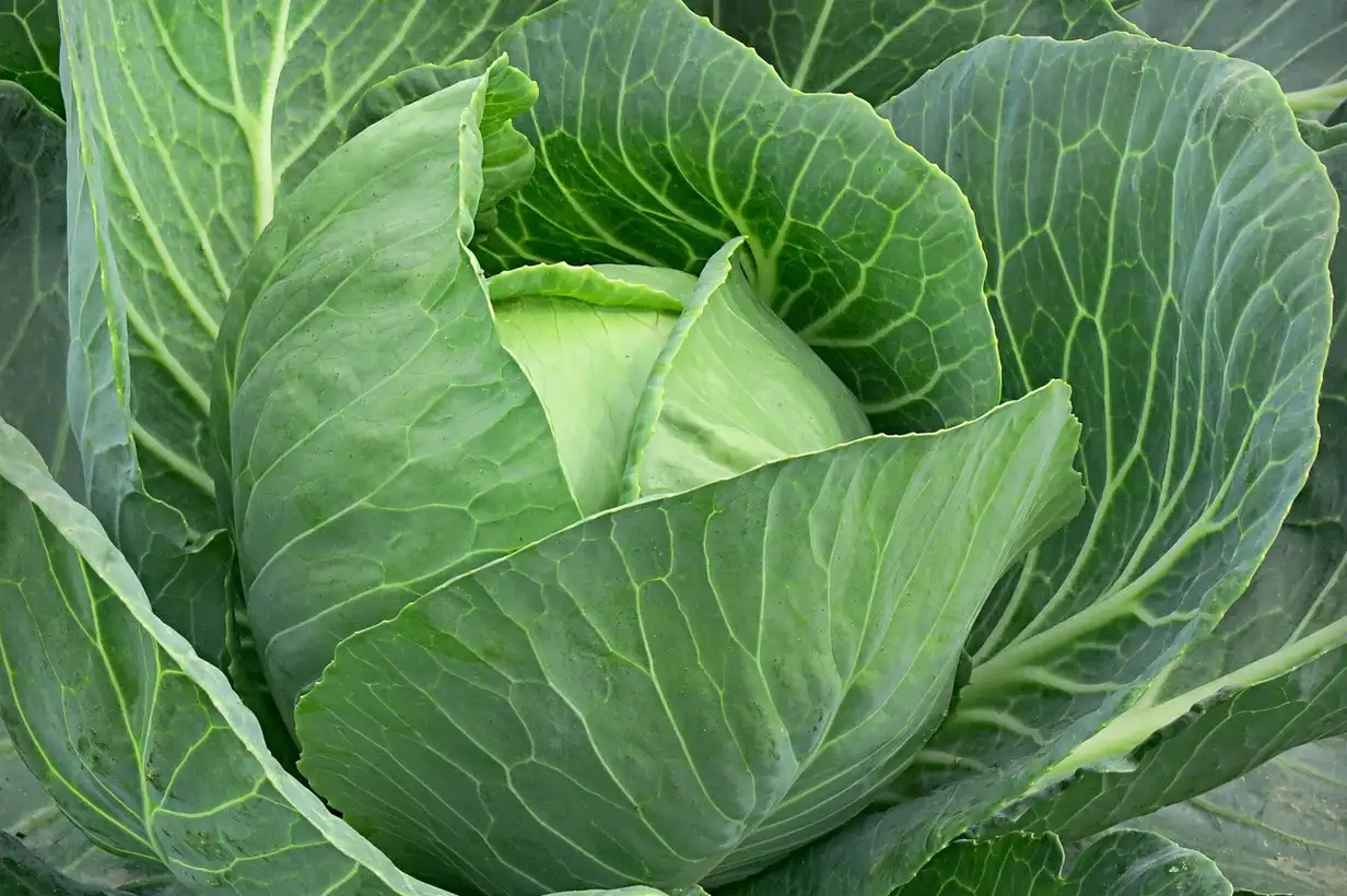 Chou blanc fraîchement récolté au potager, pomme bien serrée et feuilles croquantes, prêt à être cuisiné ou lactofermenté