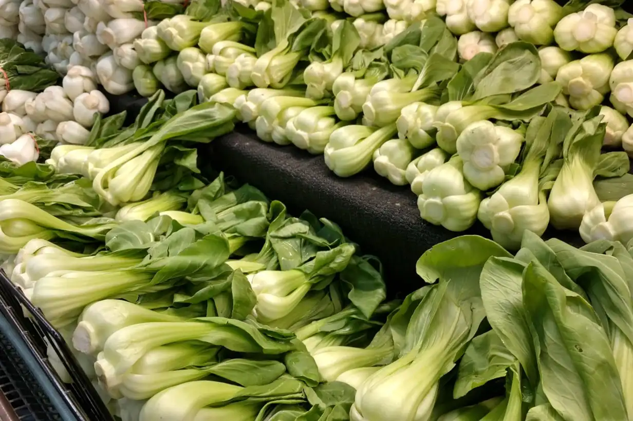 Chou chinois (pak-choï) bien développé au potager, aux feuilles vertes brillantes et côtes blanches croquantes, prêt à être récolté