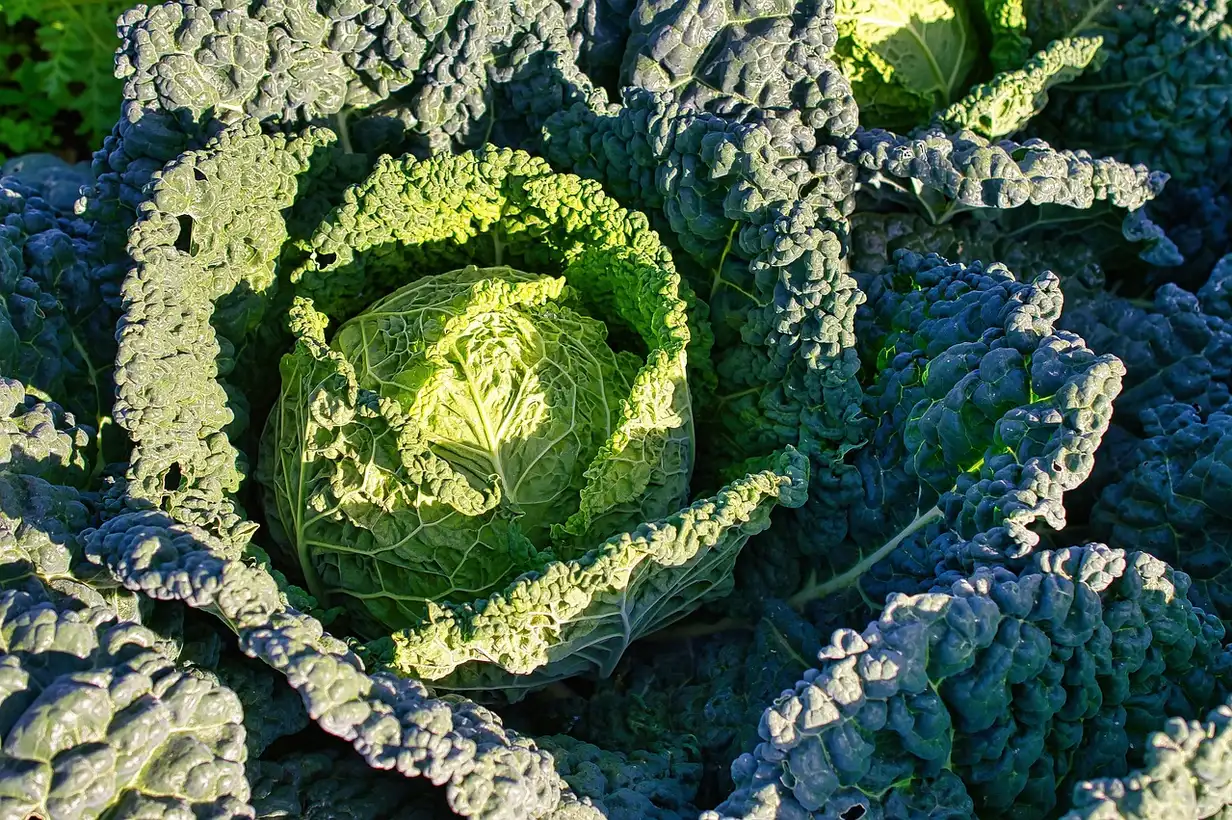 Chou de Milan au potager, aux feuilles vertes cloquées et pommées, prêt à être récolté en automne dans un jardin familial
