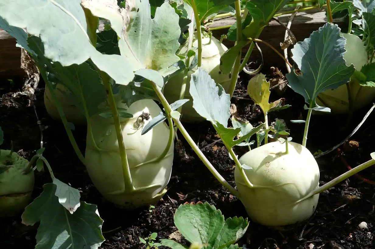 Plan de chou-rave bien développé au potager, bulbe arrondi et feuilles saines, montrant un exemple de culture réussie de chou-rave