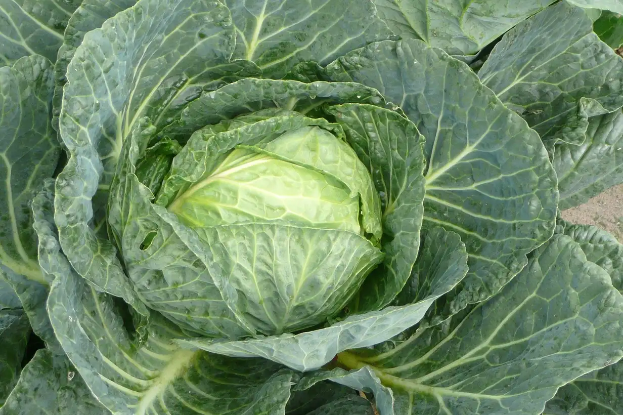 Plan de chou vert bien développé dans un potager familial, aux feuilles frisées vert foncé prêt à être récolté