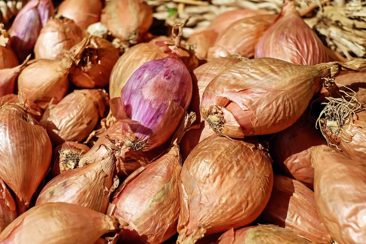 Planche de potager avec rangs d’échalote bien alignés, feuillage vert sain et bulbes en formation dans un sol léger et bien drainé