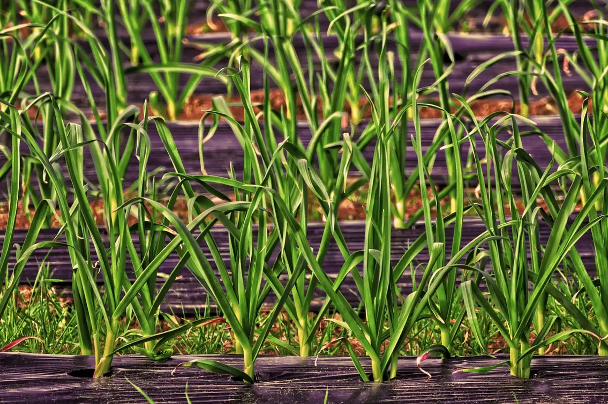 Rangées de poireaux bien buttés dans un potager familial, feuillage vert sain, illustrant la culture des poireaux au jardin