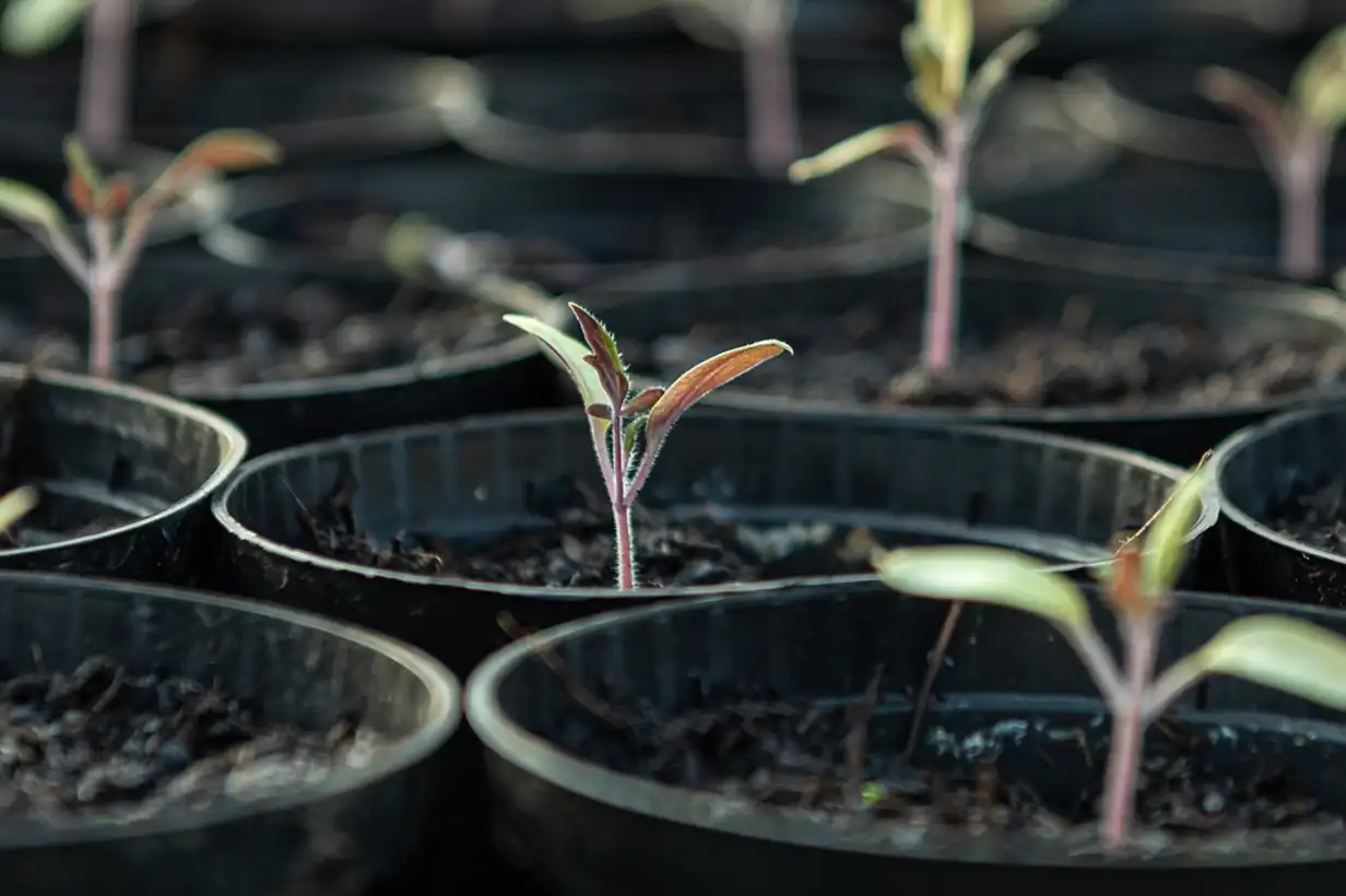 Potager de jardinier amateur montrant quand et comment commencer les semis, avec mini-serre, godets et jeunes plantules bien alignées