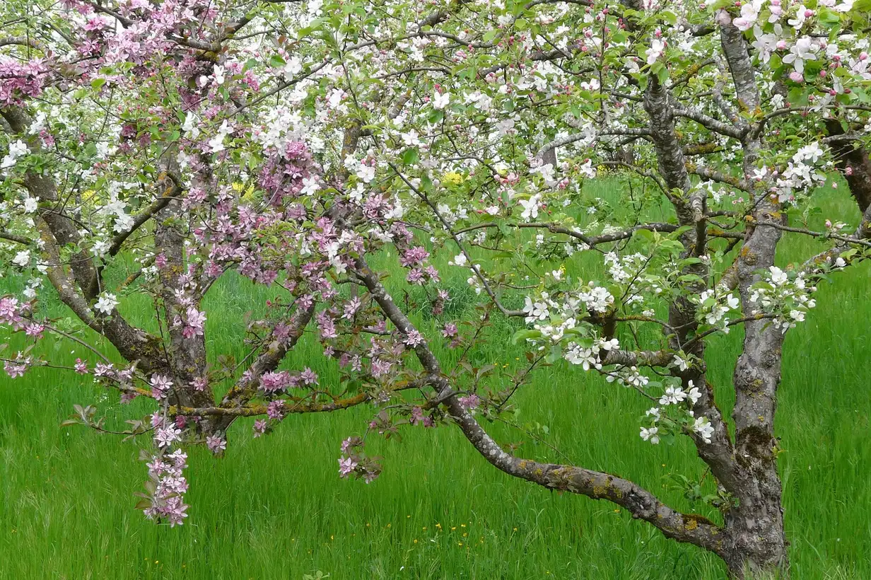 Quand planter les fruitiers dans un jardin familial avec différents arbres fruitiers en fleurs et en jeunes plantations