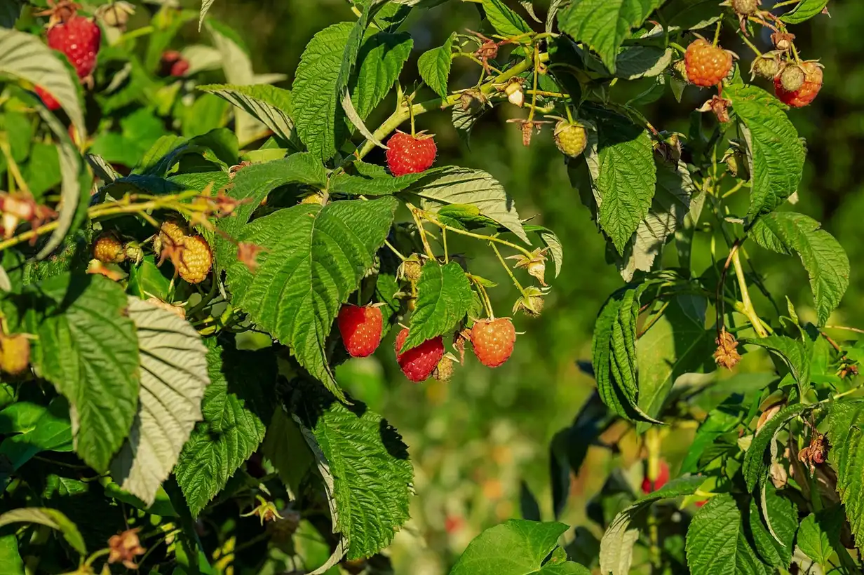 Quand tailler les framboisiers pour obtenir une bonne fructification, illustration de cannes de framboisiers taillées à différentes périodes de l’année