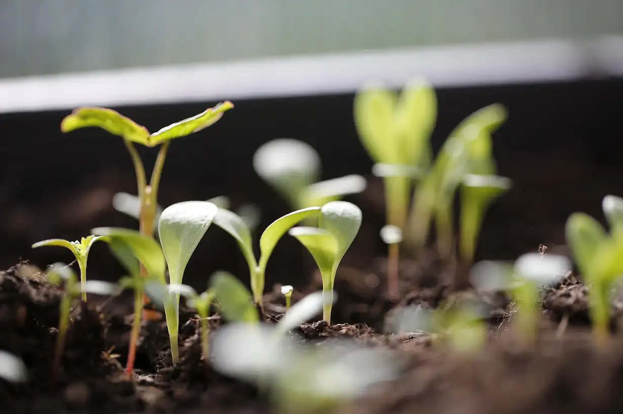 Potager en hiver avec jardinière et plaques de semis montrant que faut-il semer en février sous abri et en pleine terre
