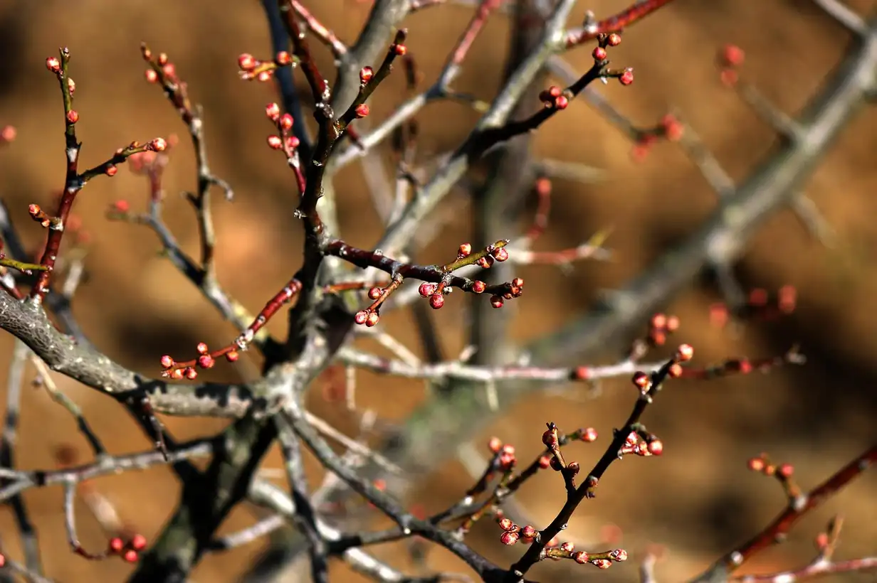 Scène de jardin d’hiver montrant que planter en février avec un potager paillé, des jeunes plants et des bulbes en terre