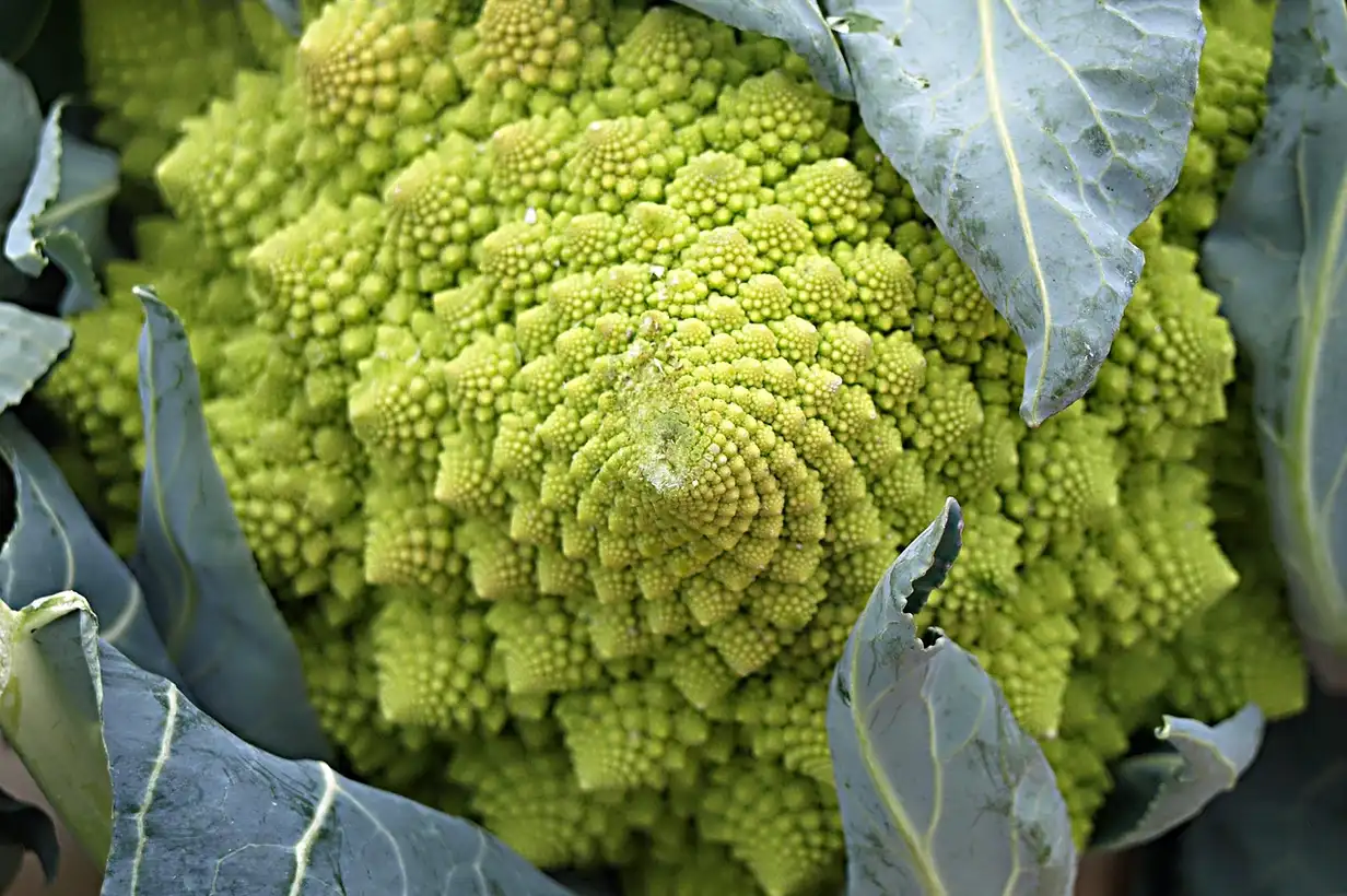 Romanesco au potager, gros plan sur la pomme verte en spirales géométriques prête à être récoltée