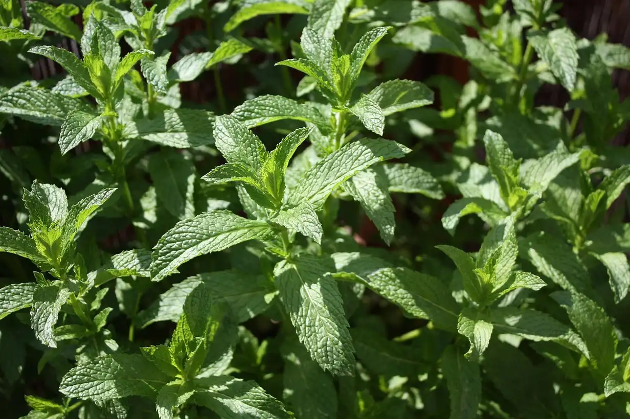 5 utilisations en cuisine pour la menthe du jardin, de la boisson aux desserts en passant par les salades et plats du quotidien
