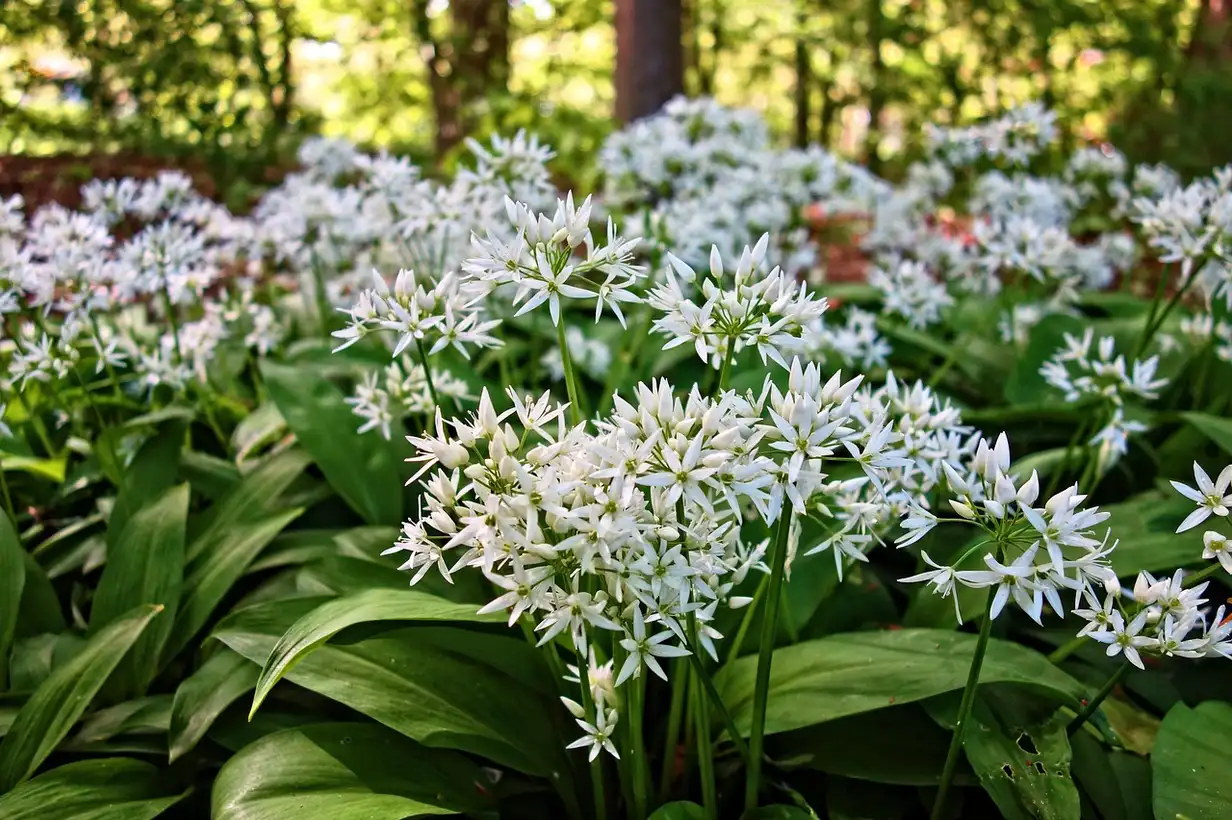 Touffe d’ail des ours en sous-bois, feuilles vertes lancéolées et petites fleurs blanches étoilées, plante aromatique sauvage comestible
