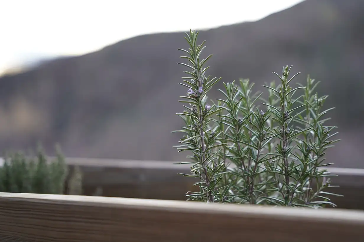 Bac à aromates en bois sur une terrasse avec basilic, persil et ciboulette prêts à être récoltés pour la cuisine