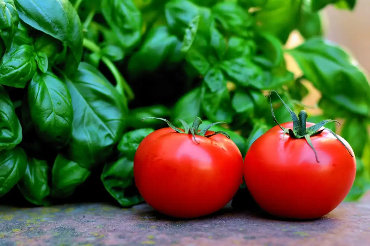 Basilic et tomate : un mariage d’amour au potager et dans l’assiette, cultivés côte à côte dans un potager ensoleillé prêt pour la cuisine