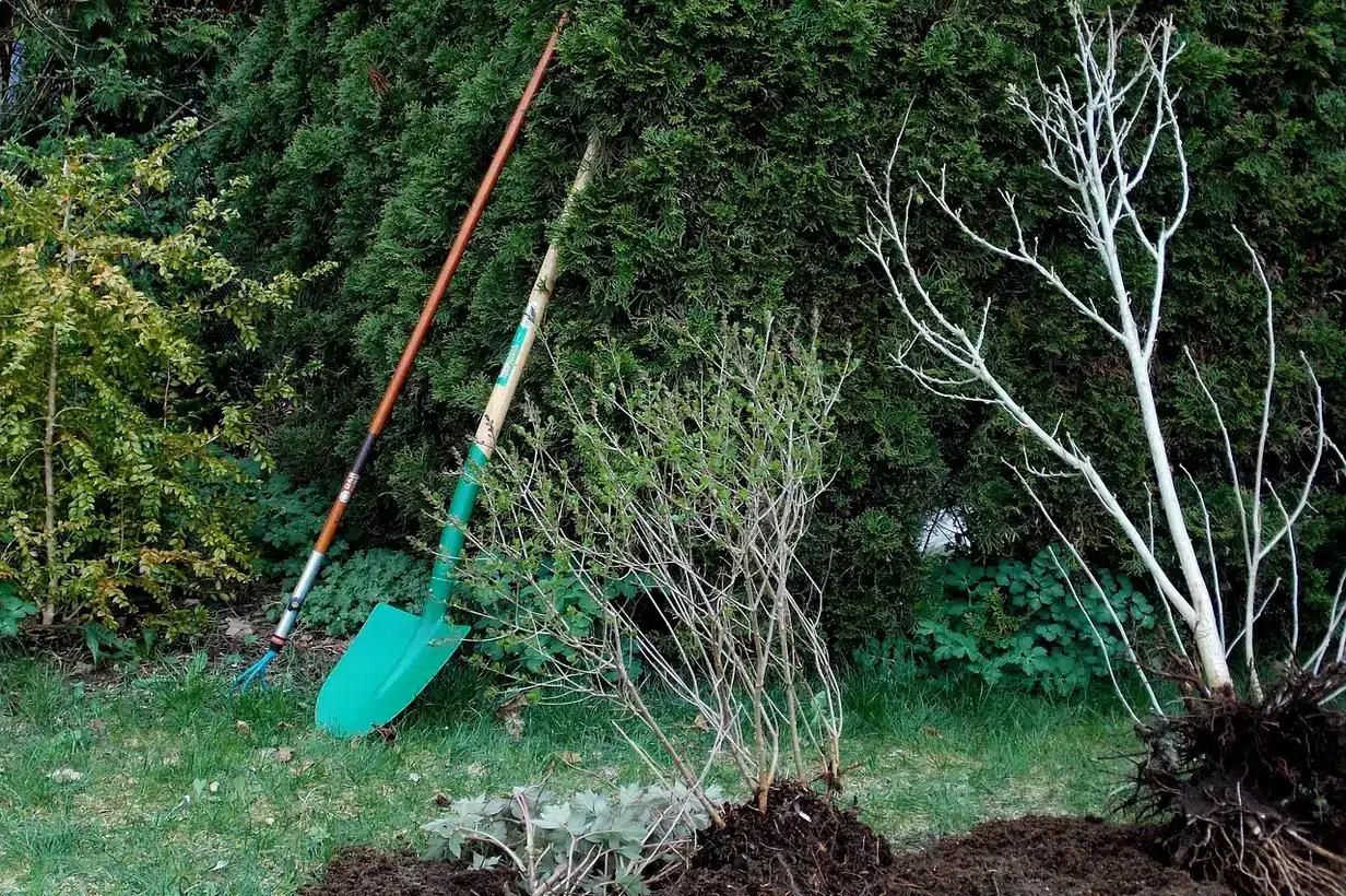 Jardinier utilisant une bêche pour retourner et ameublir le sol d’un potager familial