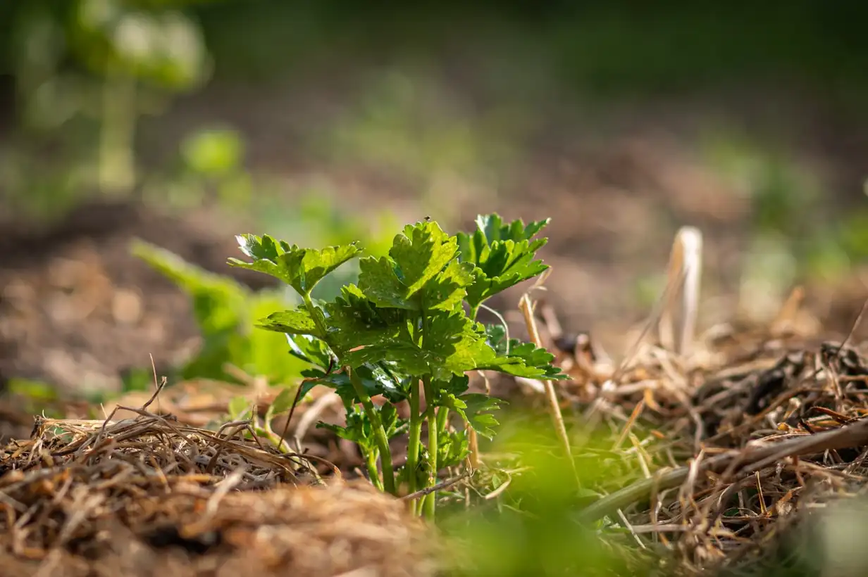 Plan de céleri vigoureux dans un potager familial, feuilles vertes bien développées, montrant une culture de céleri réussie et abondante