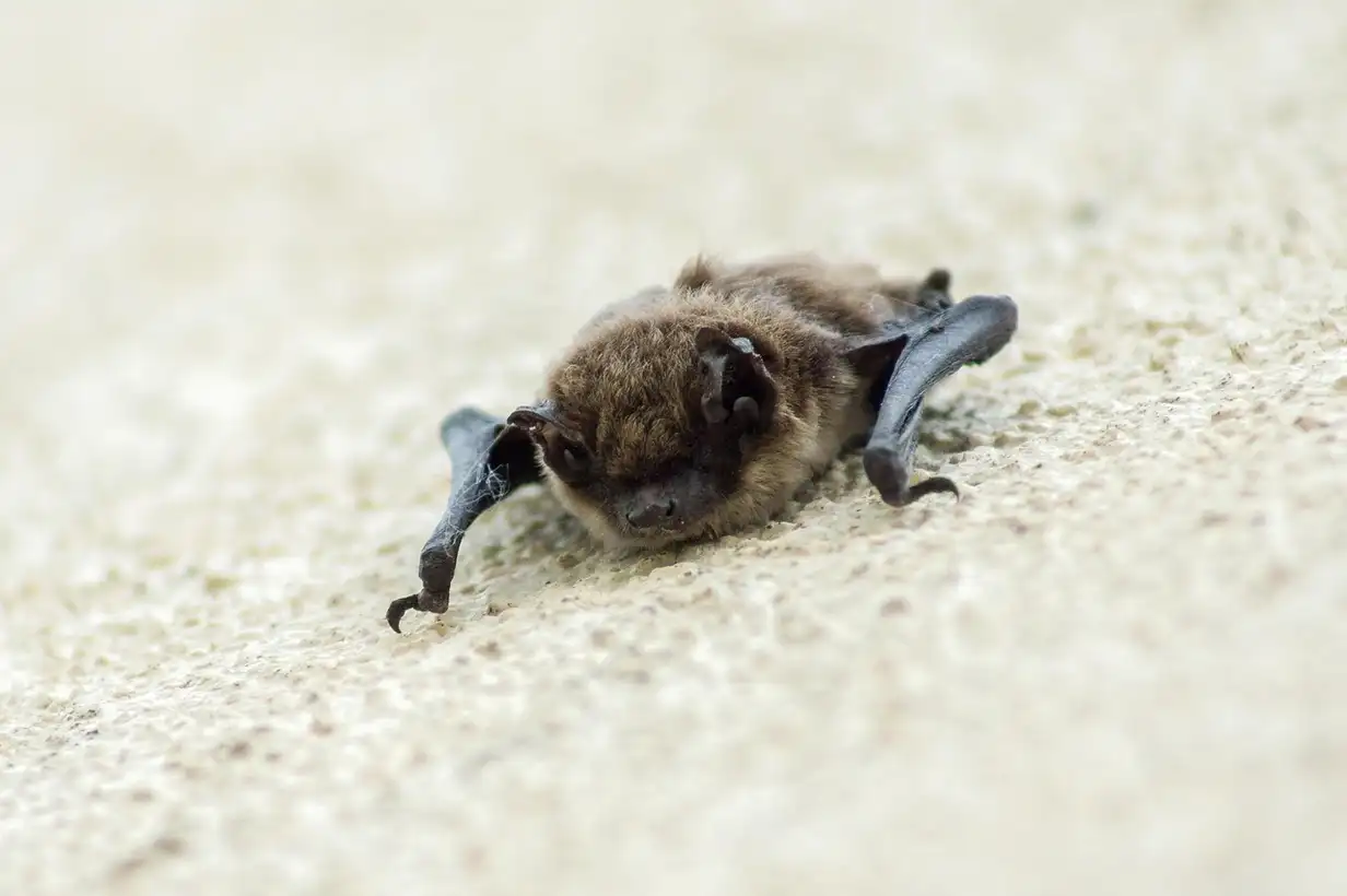 Chauve-souris en vol au-dessus d’un jardin au crépuscule, chassant les insectes nuisibles près d’un potager et d’arbres fruitiers