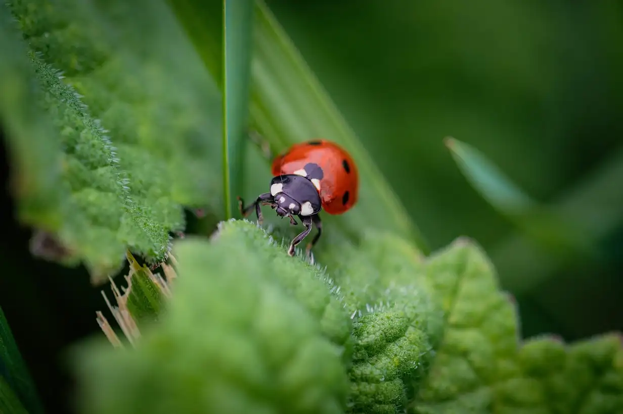 Coccinelle rouge à points noirs sur une feuille verte au jardin, en pleine chasse aux pucerons sur une jeune pousse