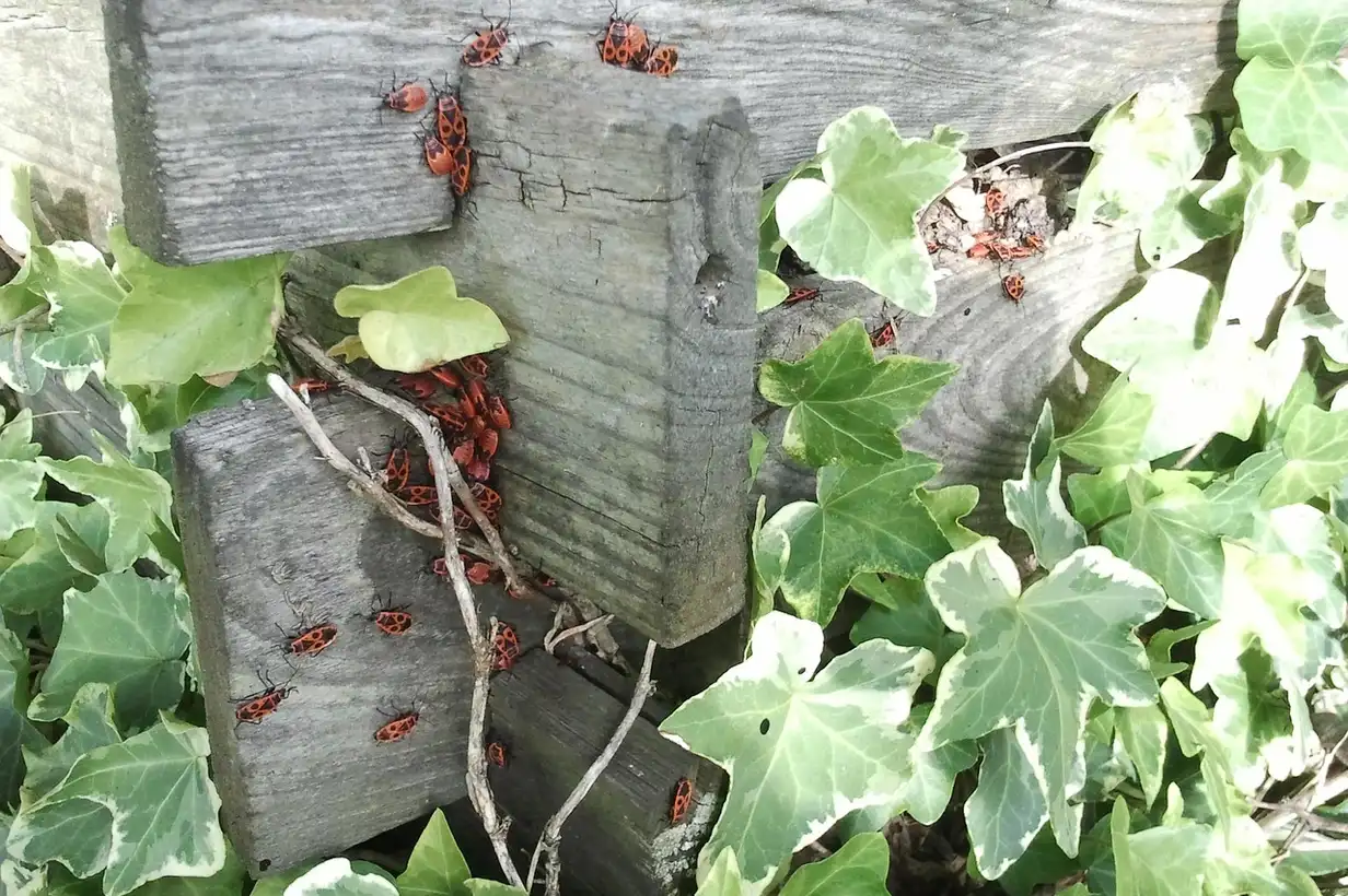 Composteur de jardin en bois rempli de déchets verts et bruns en décomposition dans un potager familial