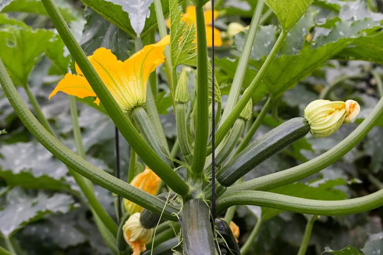 Courgette et haricot : un mariage d’amour au potager et dans l’assiette, cultivés côte à côte dans un potager bio généreux et bien paillé