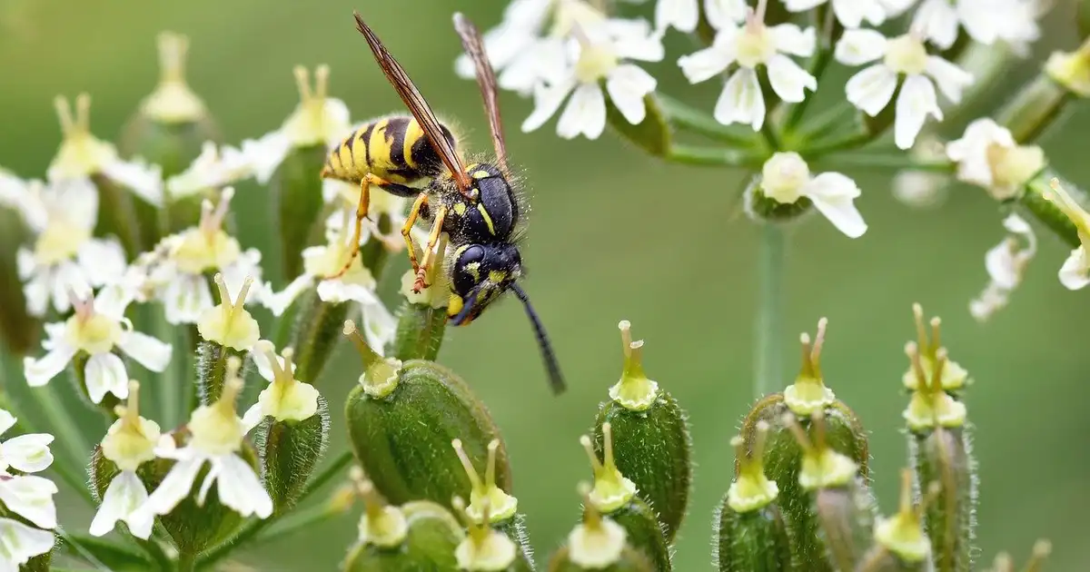 Diversification des cultures au potager avec parcelles variées de légumes, aromatiques et fleurs mellifères
