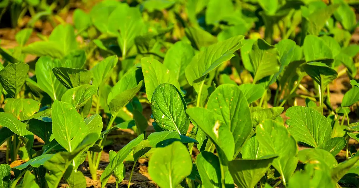 Diversification des cultures en permaculture avec haie nourricière, légumes, arbustes et fleurs dans un jardin abondant