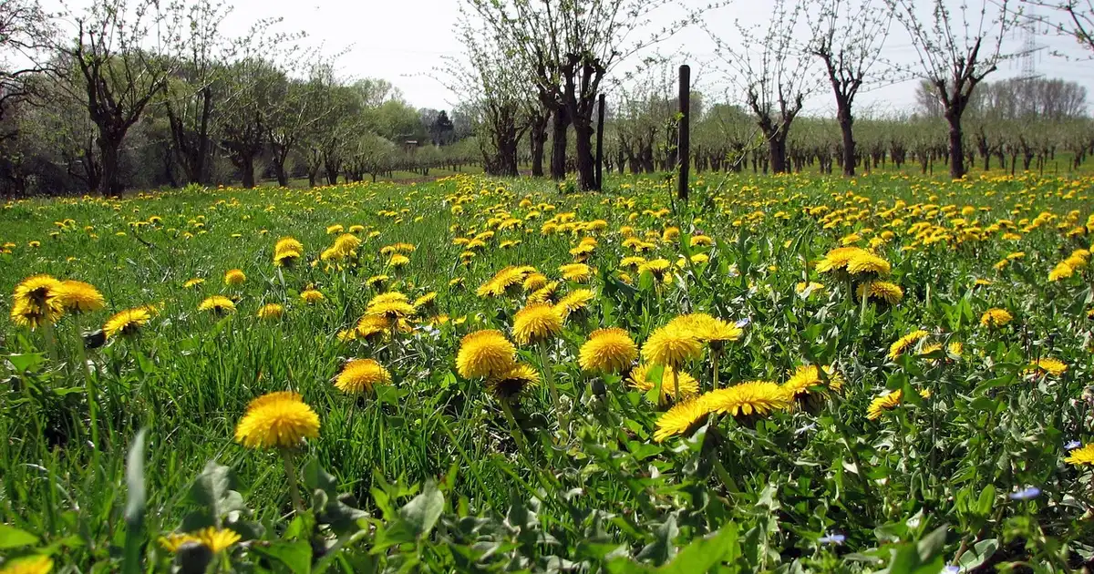 Diversification des cultures et gestion naturelle des ravageurs avec fleurs, haies et auxiliaires dans un potager