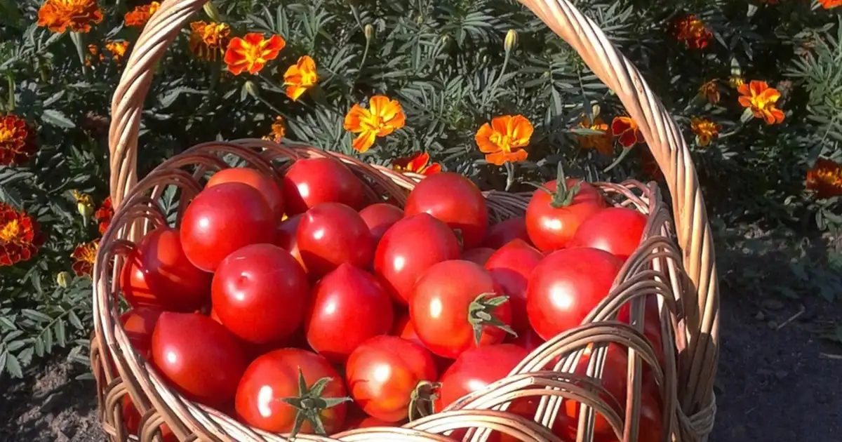 Diversification des cultures dans un potager familial avec légumes variés, fleurs et haies pour un jardin résilient
