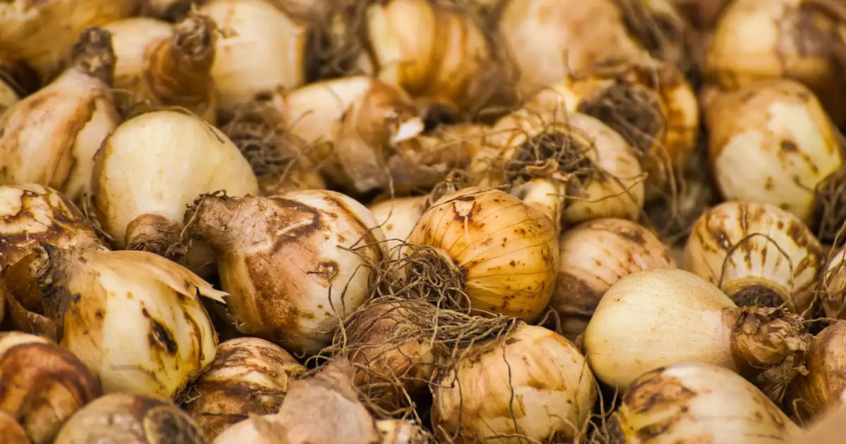 Jardinier qui réalise la division des bulbes et tubercules de dahlias avant la replantation de printemps