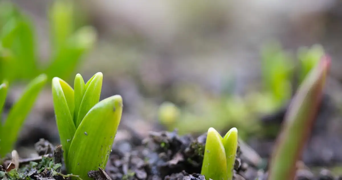 Jardinier en train de réaliser la division des bulbes de tulipes fanées dans un massif de printemps