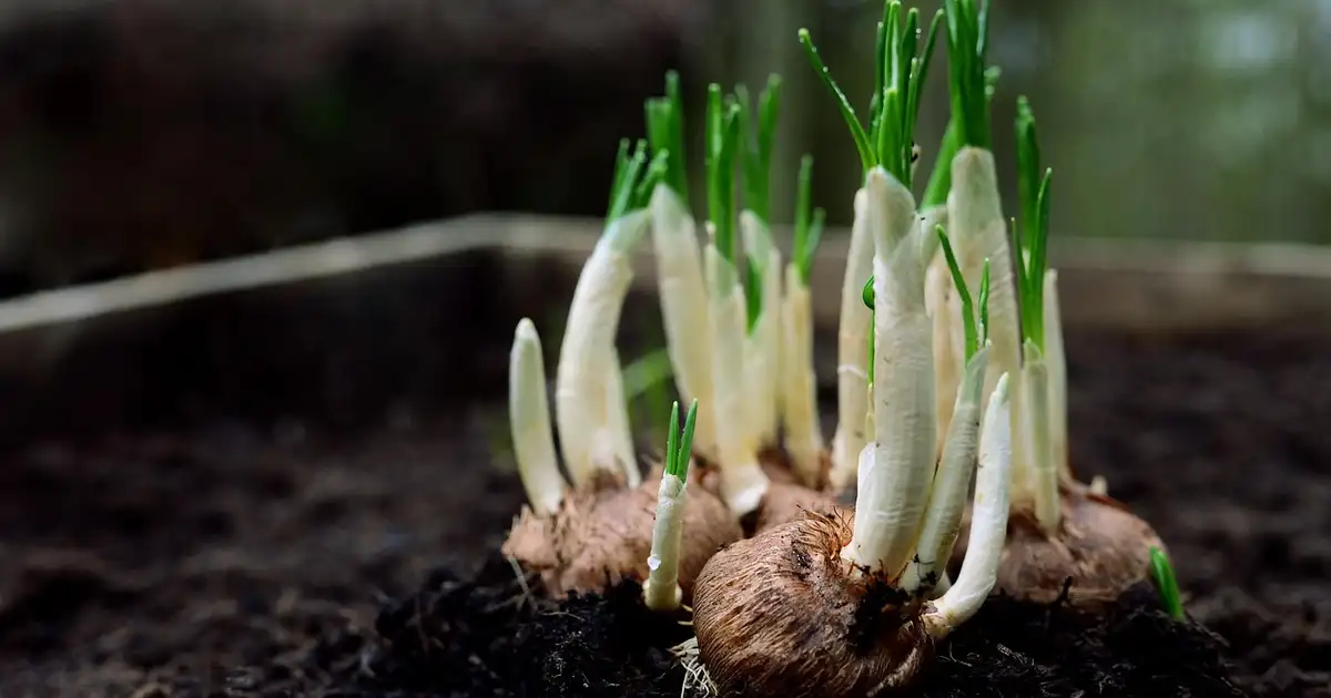 Gros plan sur la division des bulbes de fleurs dans une jardinière sur un balcon urbain