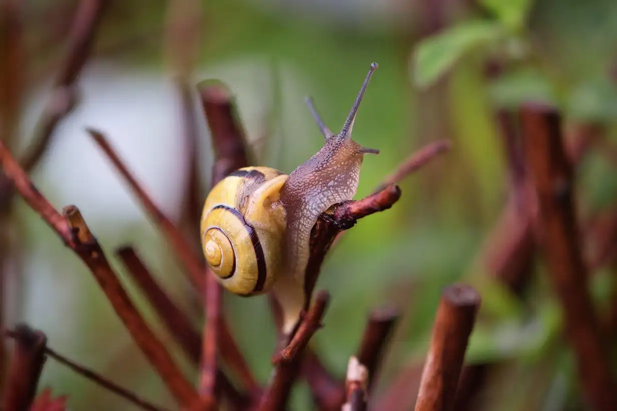 Escargot se déplaçant sur une feuille au potager, montrant les dégâts possibles mais aussi le rôle de l’escargot dans l’équilibre du jardin