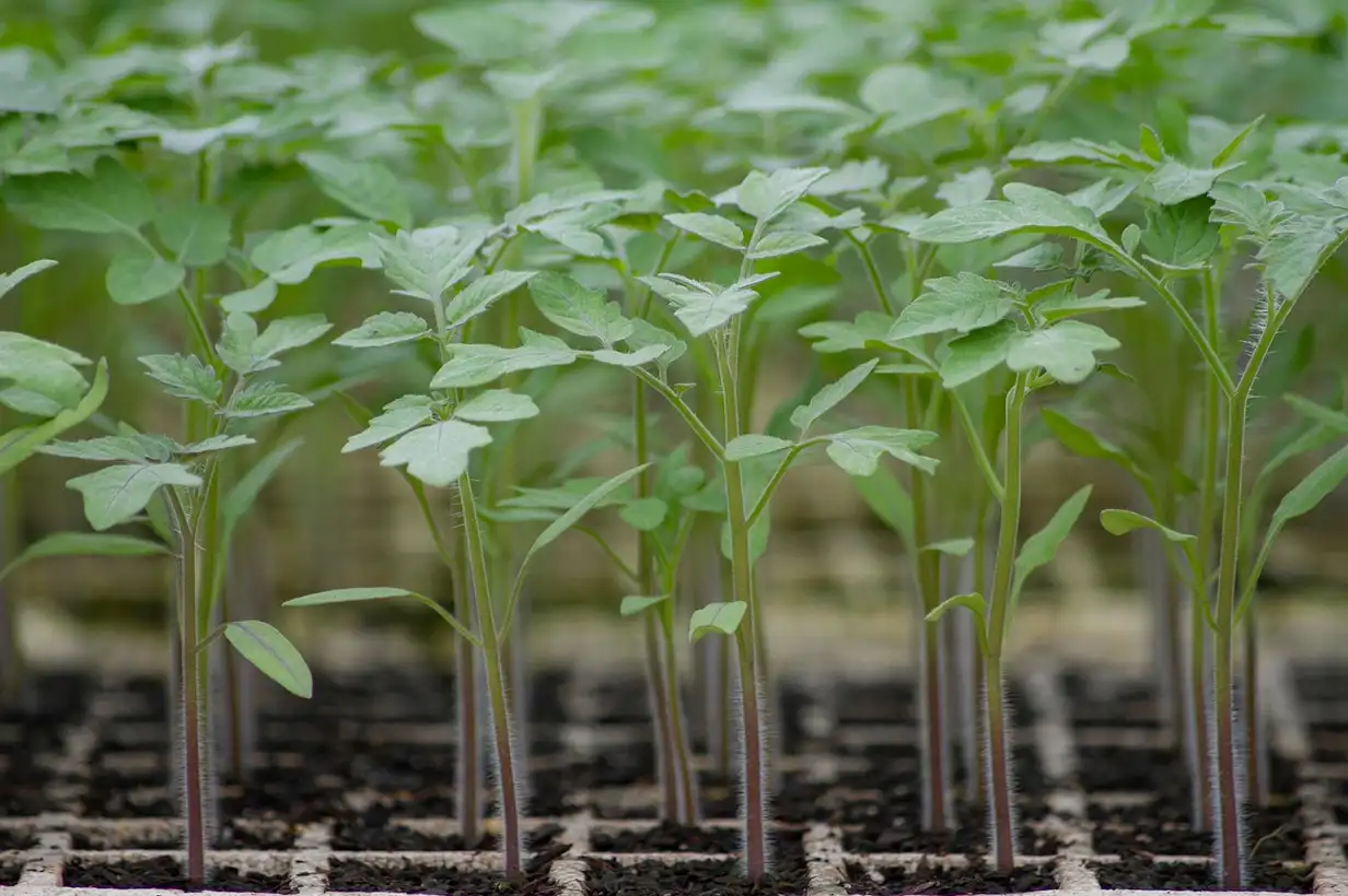 Faut-il semer les tomates dès février, jeune plant de tomate en godet près d’une fenêtre lumineuse dans une maison