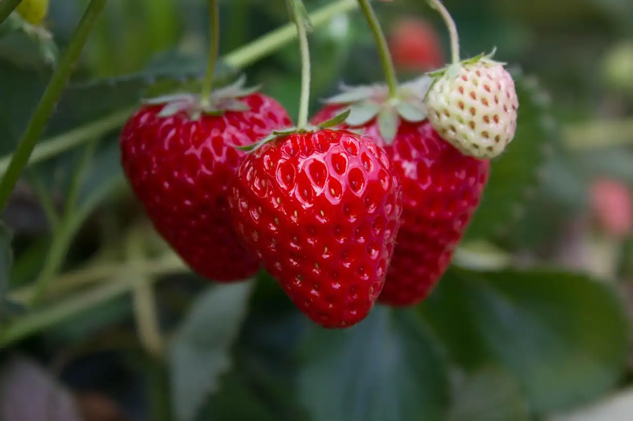 Plan de fraisier bien développé dans un potager familial, avec plusieurs fraises rouges mûres prêtes à être récoltées