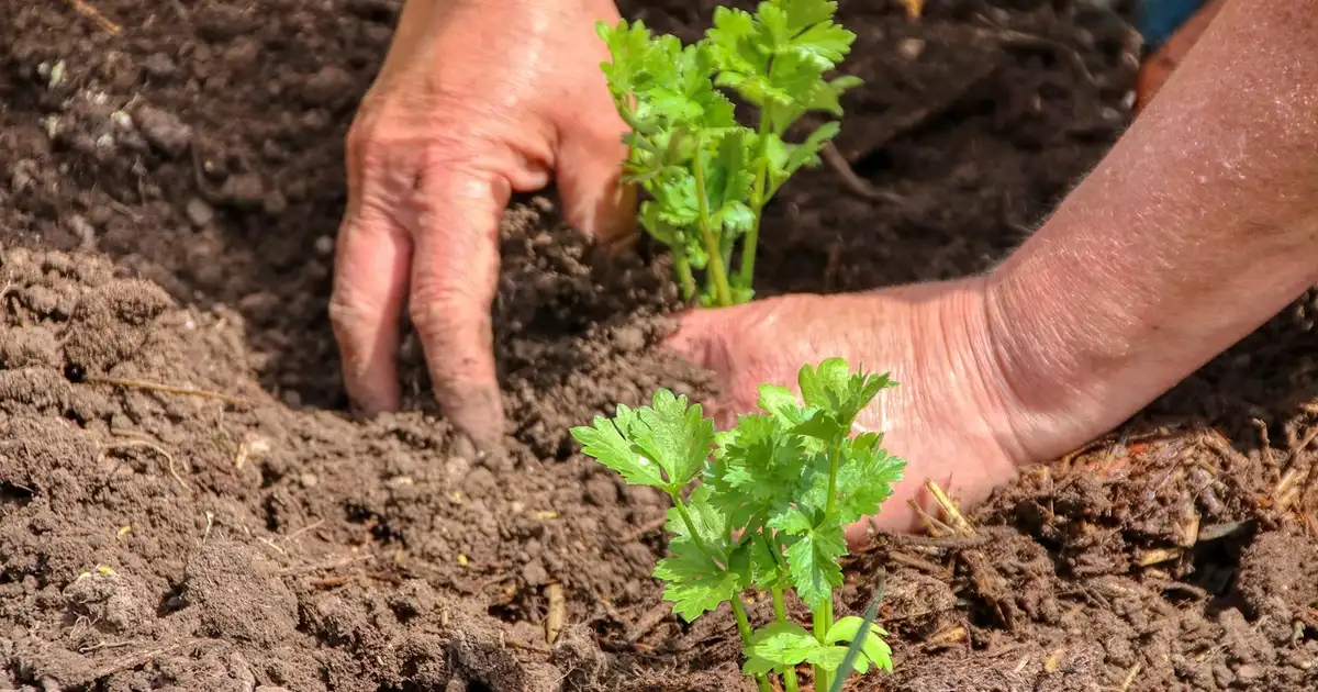 Guide des plantations en avril 2026 au potager montrant des rangs de semis et de jeunes plants repiqués au printemps