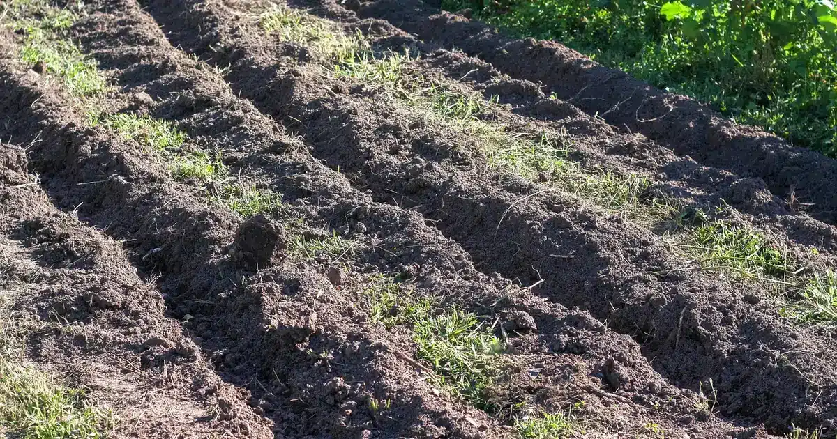 Guide des plantations en avril 2026 en permaculture montrant un potager paillé avec associations de légumes et fleurs