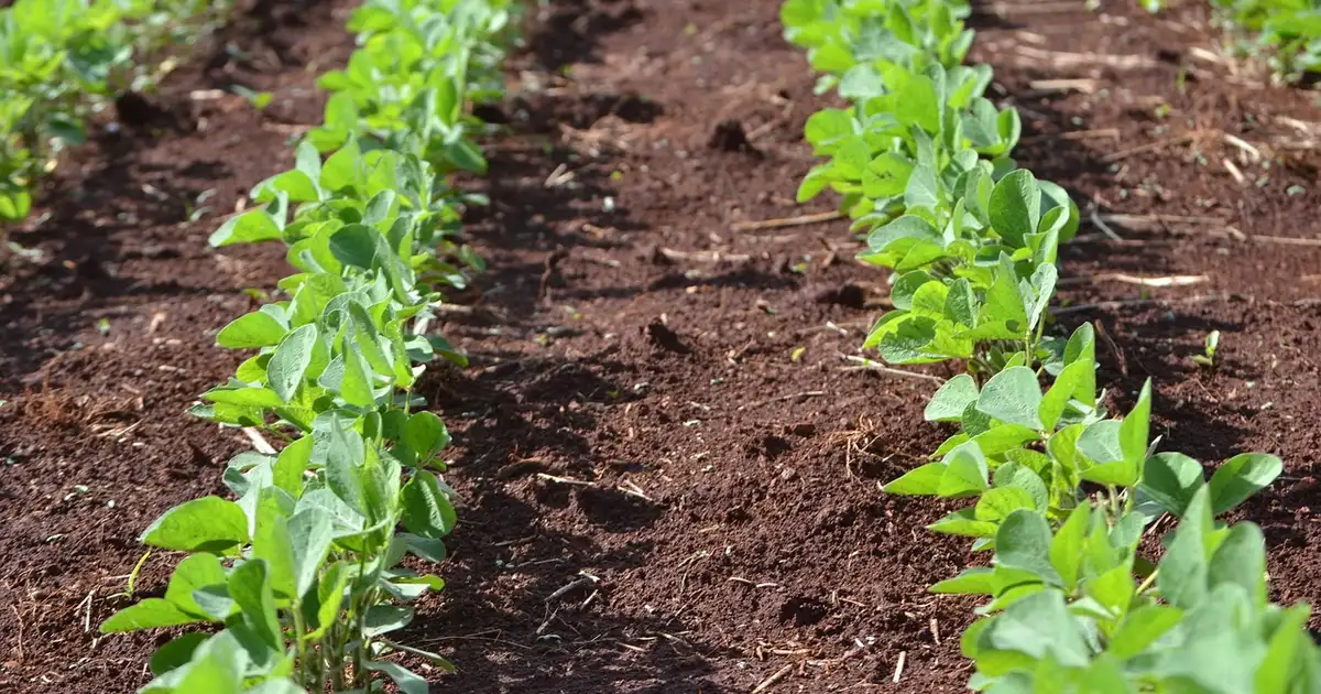 Guide des plantations mars 2026 au potager avec rangs de légumes et semis sous tunnel