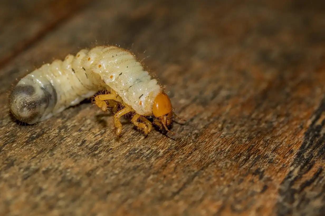Hanneton adulte posé sur une feuille au jardin, gros plan montrant l’insecte brun et ses antennes en éventail pour aider à l’identifier facilement