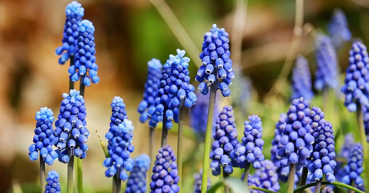 Massif de jacinthe de raisin en pleine floraison printanière, tapis de petites fleurs bleues au pied d’un arbre dans un jardin familial