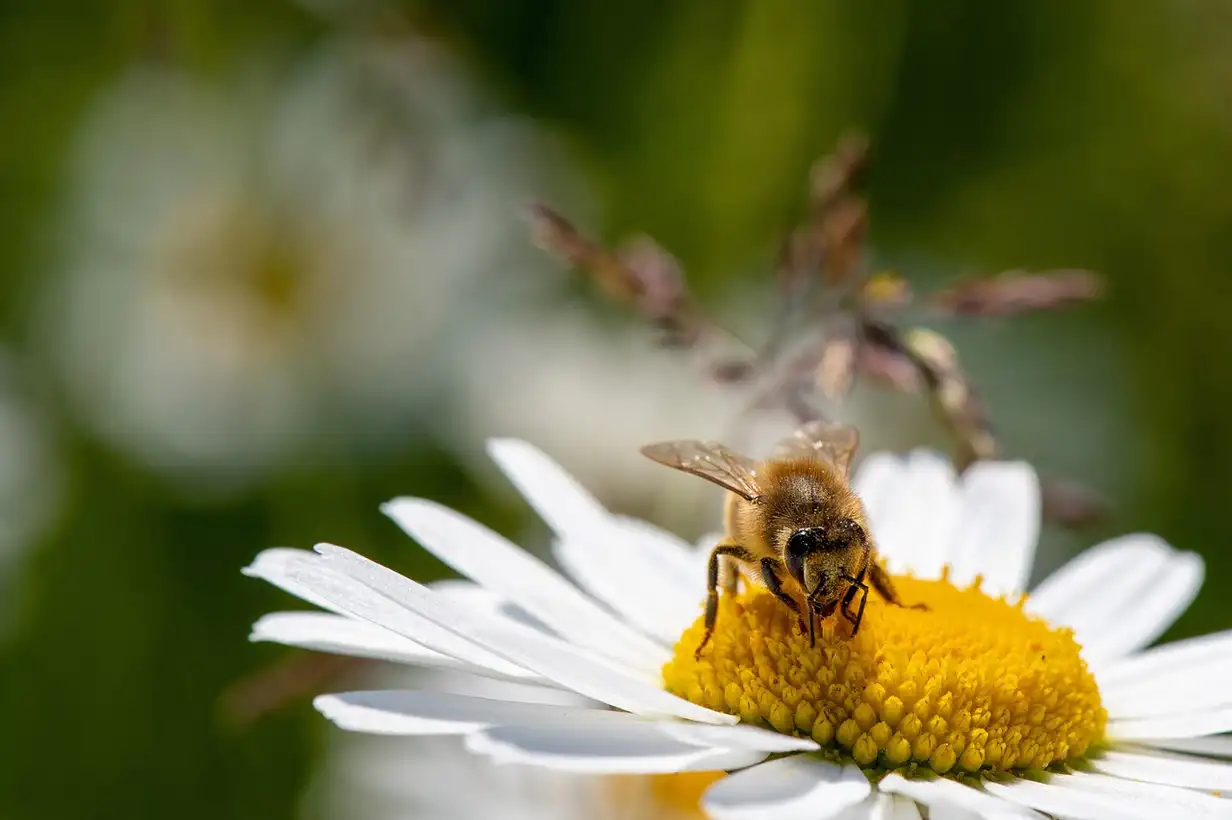 L’abeille butinant une fleur mellifère dans un jardin naturel, montrant son rôle clé de pollinisateur pour les plantes potagères et fruitières