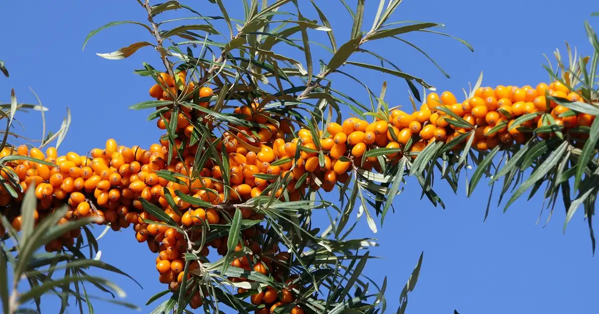 Haie de permaculture avec l'argousier associé à d'autres arbustes pour protéger un potager