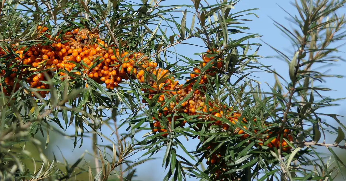 L'argousier en pleine fructification avec de nombreuses baies orange sur un arbuste au jardin