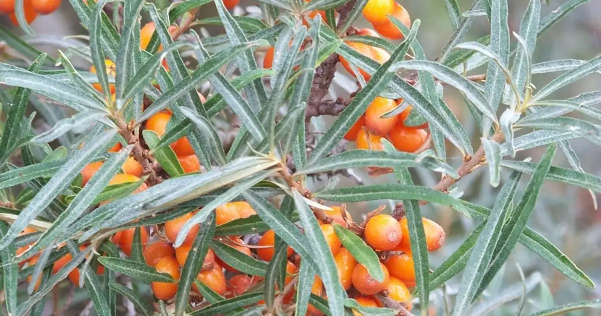 Deux argousiers côte à côte, un mâle sans baies et un femelle couvert de fruits orange