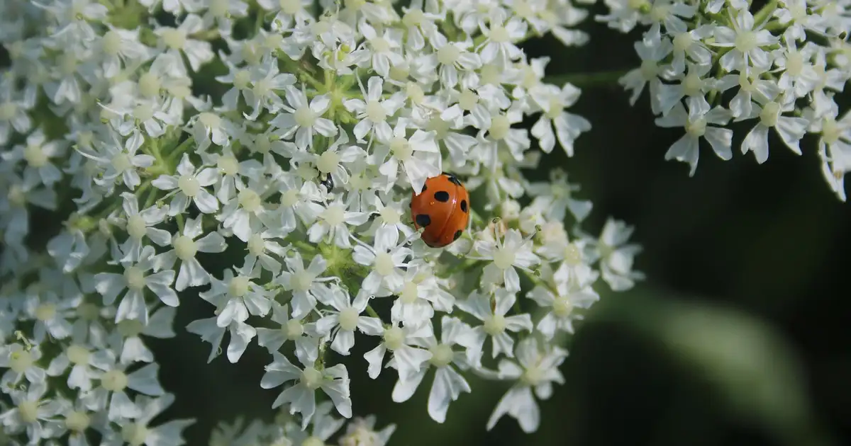 La berce commune en bord de chemin, grande ombellifère blanche à tige creuse et feuilles découpées