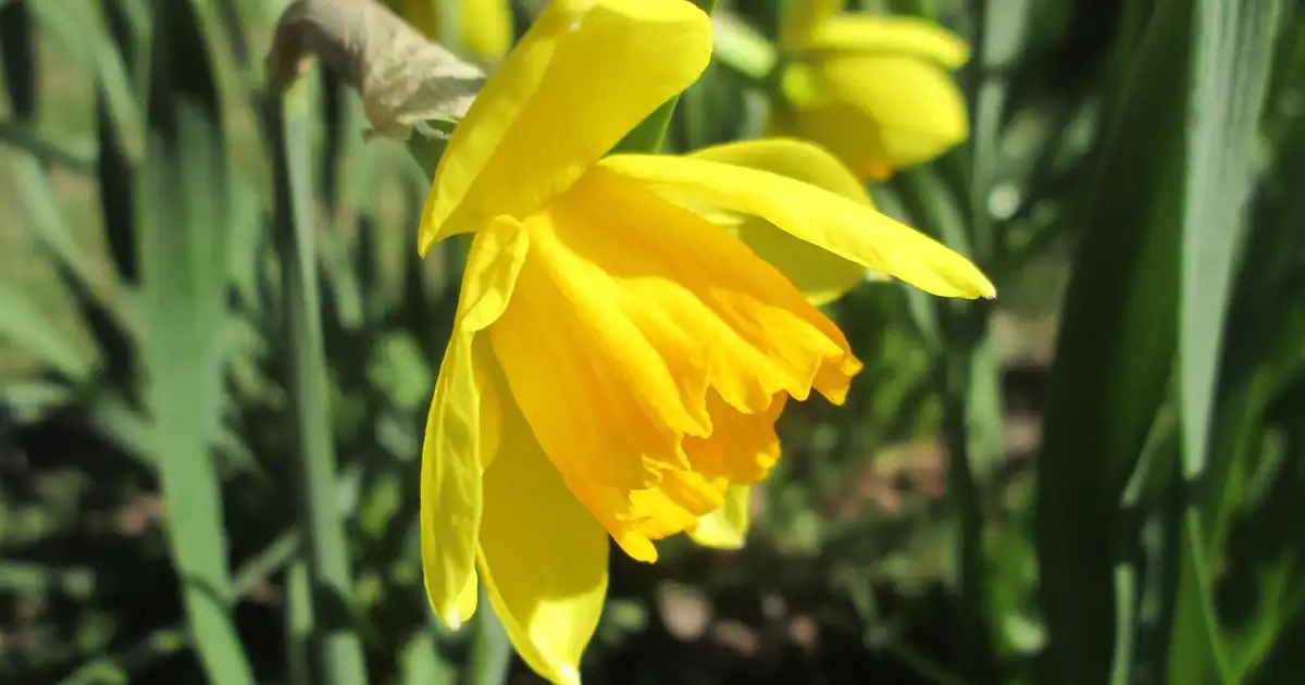 La jonquille dans un jardin naturel avec prairie fleurie et haies champêtres, approche biodiversité