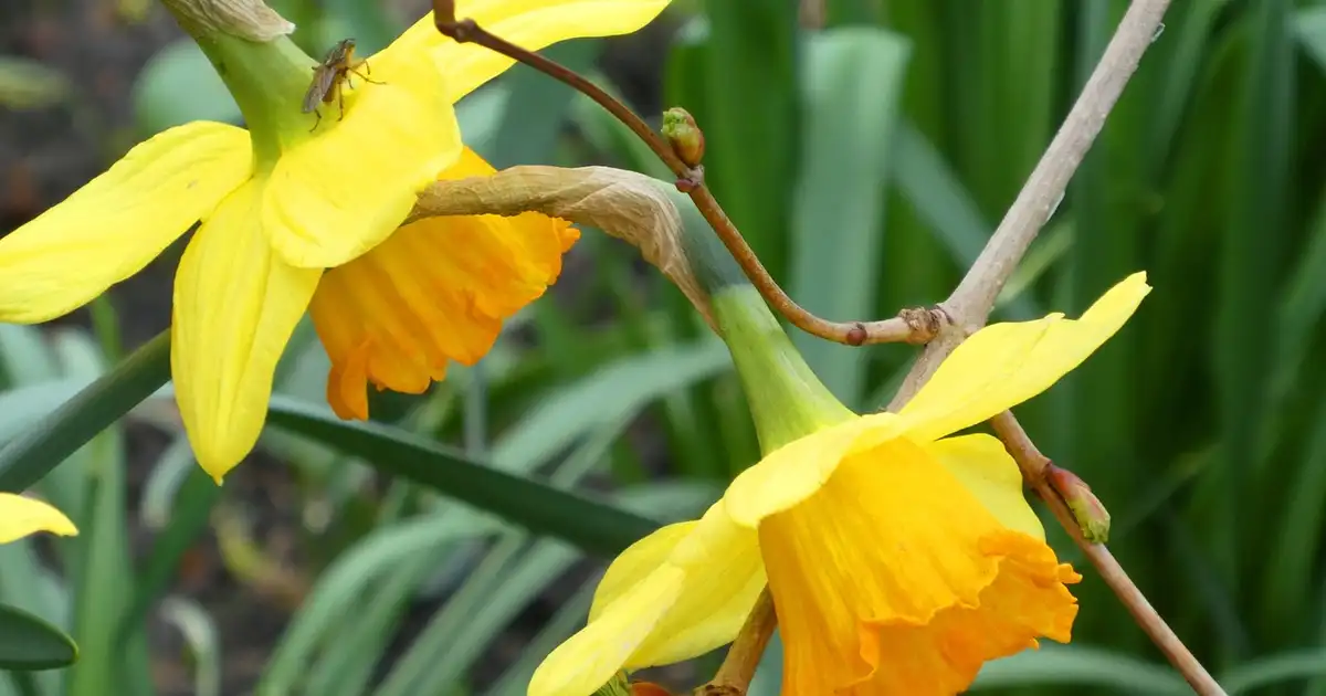La jonquille en pot sur une terrasse ensoleillée, potée de narcisses jaunes en fleurs