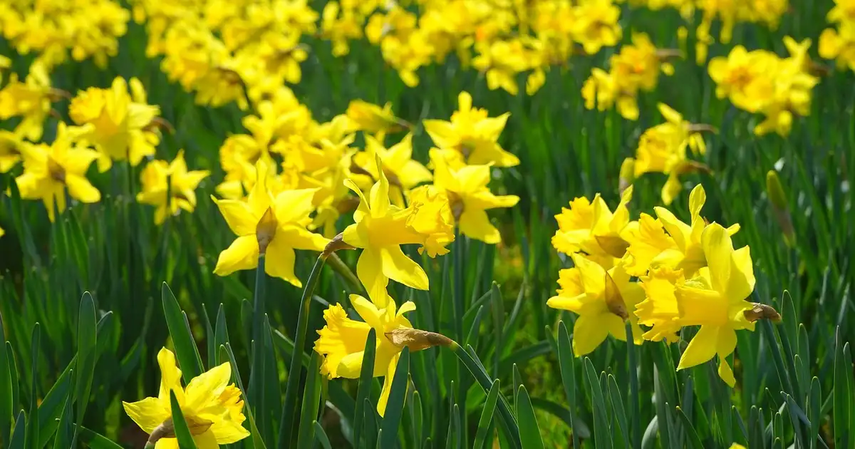 La jonquille en fleurs dans un jardin fréquenté par des animaux, mise en garde sur la toxicité