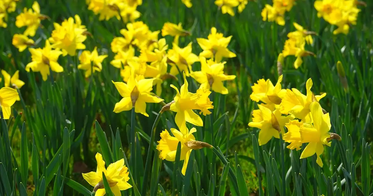 La jonquille en pleine floraison dans un massif de printemps au jardin, fleurs jaunes éclatantes