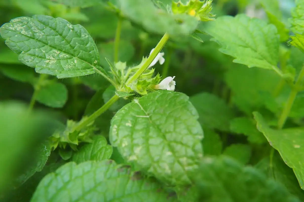 La mélisse, ce trésor du potager : 5 idées d’utilisation en cuisine, feuilles fraîches cueillies au jardin prêtes à parfumer boissons et plats maison